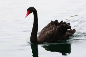 Black swan swim in lake in Lake Eola in Downtown Orlando, Florida.